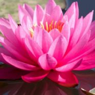 Live Your Life Summer Series with Arvindpal
