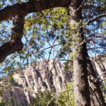 Rocks and trees