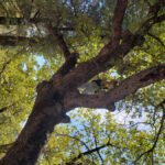 Tree and sparkleblaster