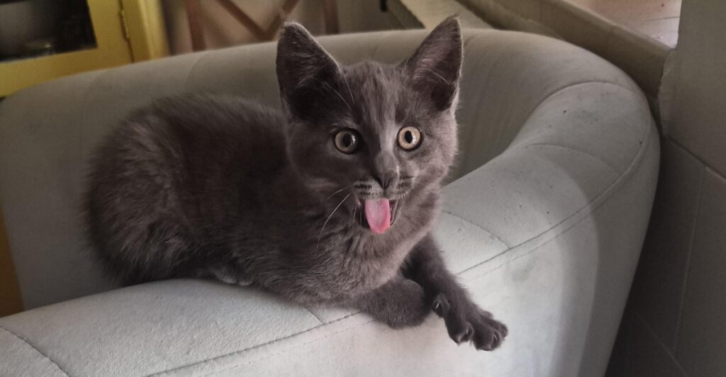 As I write this, I am constantly being interrupted by Pepe, a little kitten that I brought to my house with an idea of finding him a permanent home.