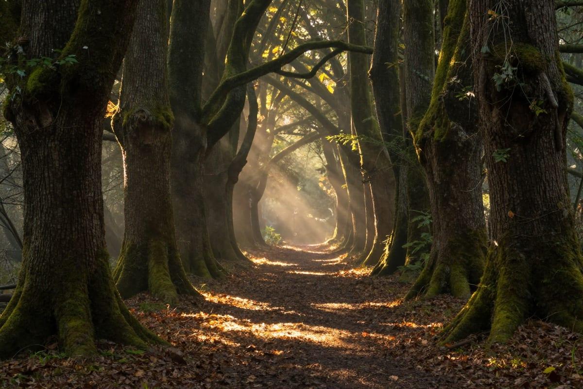 PORTALS Stepping Into Transformation